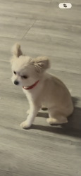 Lost Female Dog last seen Charleston and lamb, Las Vegas, NV 89104