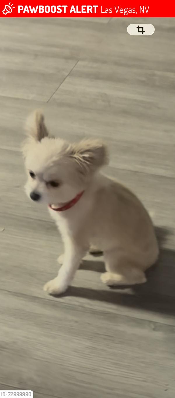 Lost Female Dog last seen Charleston and lamb, Las Vegas, NV 89104