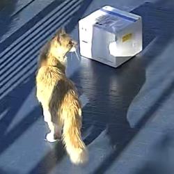 Found/Stray Unknown Cat last seen West Dakota Street & South 15th Place, Milwaukee, WI 53215