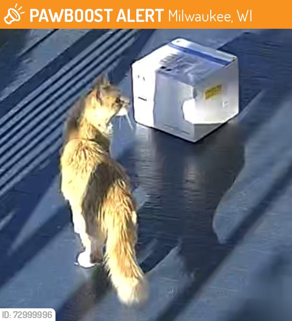 Found/Stray Unknown Cat last seen West Dakota Street & South 15th Place, Milwaukee, WI 53215