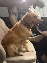 Found/Stray Female Dog last seen Between Tree Farm and Vanderbilt Beach, Rural Estates, FL 34120