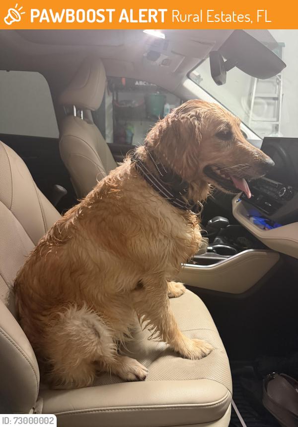 Found/Stray Female Dog last seen Between Tree Farm and Vanderbilt Beach, Rural Estates, FL 34120