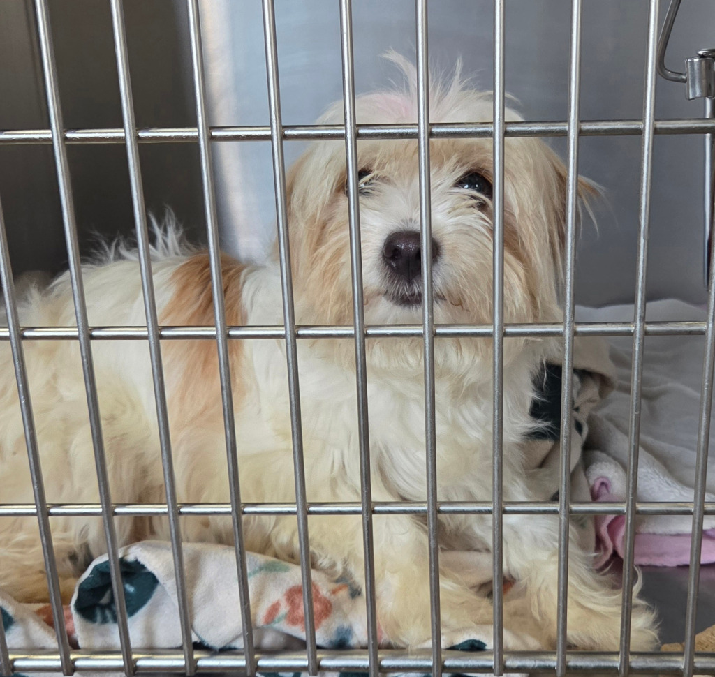 Shelter Stray Female Dog last seen , 22415 Groesbeck Hwy, Warren, MI 48089, USA