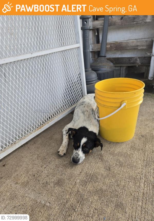 Found/Stray Unknown Dog last seen across from Dollar General on Blacks Bluff Rd & Foster Mill Rd, Cave Spring, GA 30124