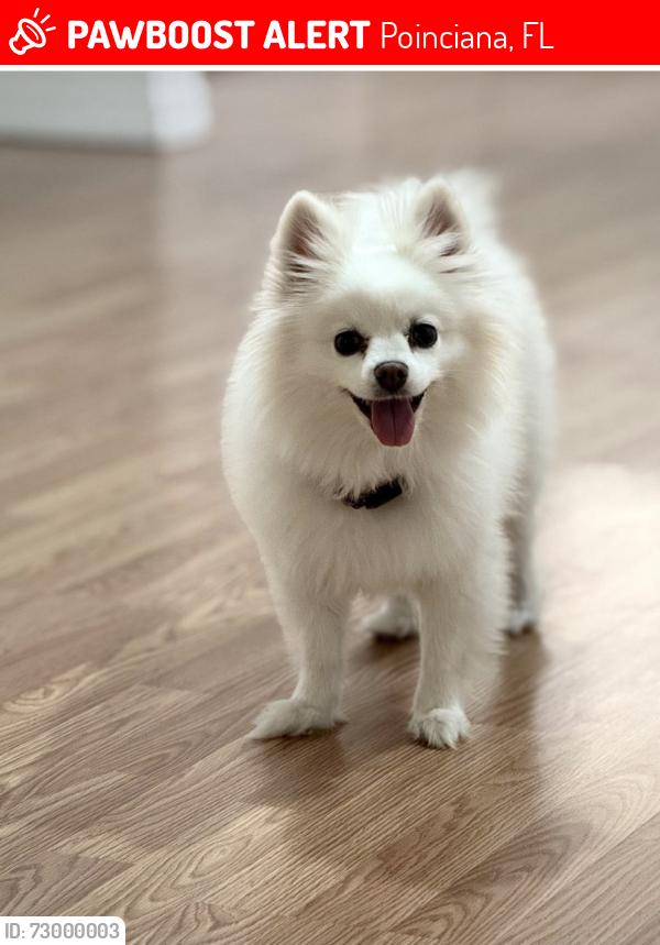 Lost Female Dog last seen Wallaby lane, Poinciana, FL 34759