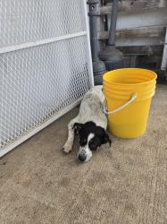 Found/Stray Unknown Dog last seen across from Dollar General on Blacks Bluff Rd & Foster Mill Rd, Cave Spring, GA 30124