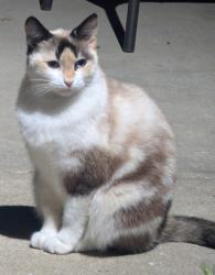 Reunited Female Cat last seen Maricopa and Madrid, Old Torrance , Torrance, CA 90501