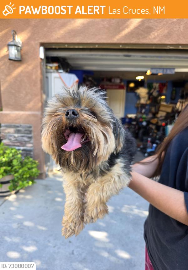 Found/Stray Unknown Dog last seen Bruins, Las Cruces, NM 88007