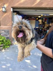 Found/Stray Unknown Dog last seen Bruins, Las Cruces, NM 88007