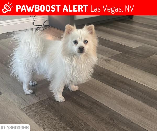 Lost Male Dog last seen Near E Vicksburg Blvd, Las Vegas, NV 89122