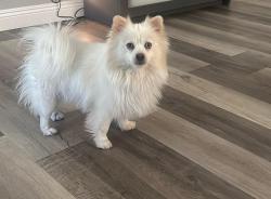 Lost Male Dog last seen Near E Vicksburg Blvd, Las Vegas, NV 89122