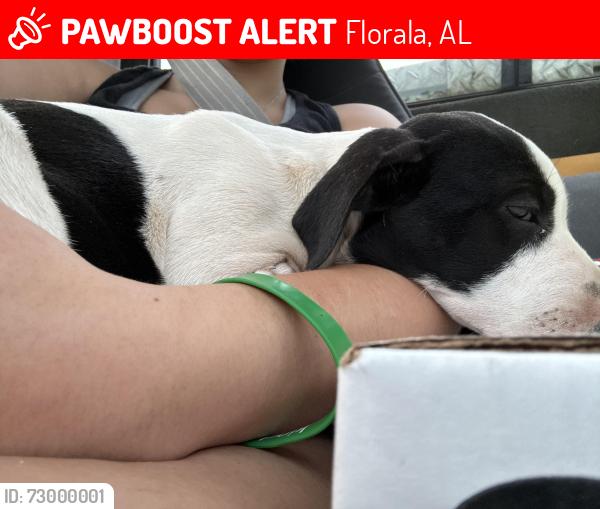 Lost Female Dog last seen Near hickory street Florala alabama, Florala, AL 36442