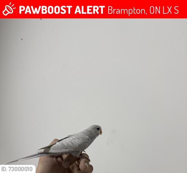 Lost Unknown Bird last seen Fuller street, Brampton, ON L6X 5S3