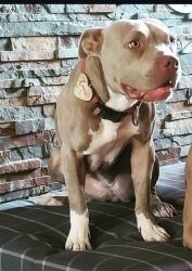Lost Female Dog last seen Near cul de sac on pearl/community, Las Vegas, NV 89121