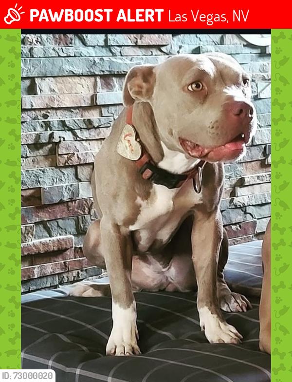 Lost Female Dog last seen Near cul de sac on pearl/community, Las Vegas, NV 89121