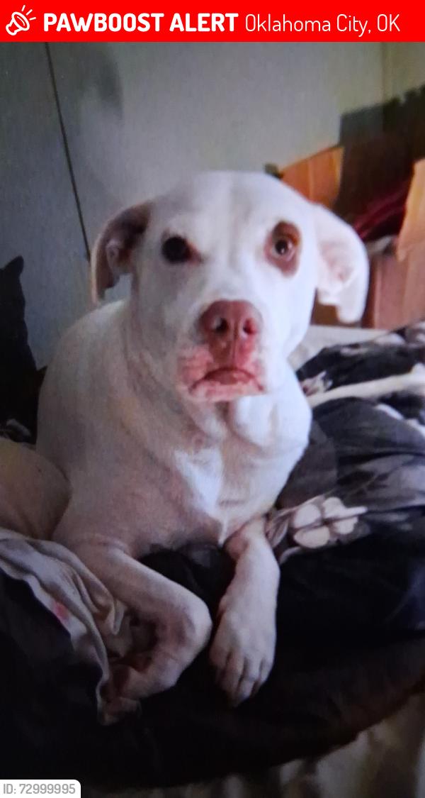 Lost Female Dog last seen City inn,sw44th,robinson ave.oklahoma city,ok7129, Oklahoma City, OK 73109