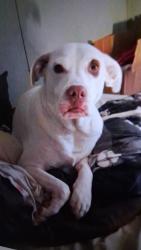Lost Female Dog last seen City inn,sw44th,robinson ave.oklahoma city,ok7129, Oklahoma City, OK 73109