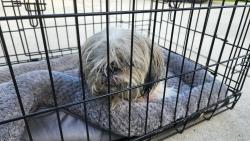 Found/Stray Male Dog last seen Woodlake, San Antonio, TX 78244