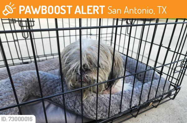 Found/Stray Male Dog last seen Woodlake, San Antonio, TX 78244