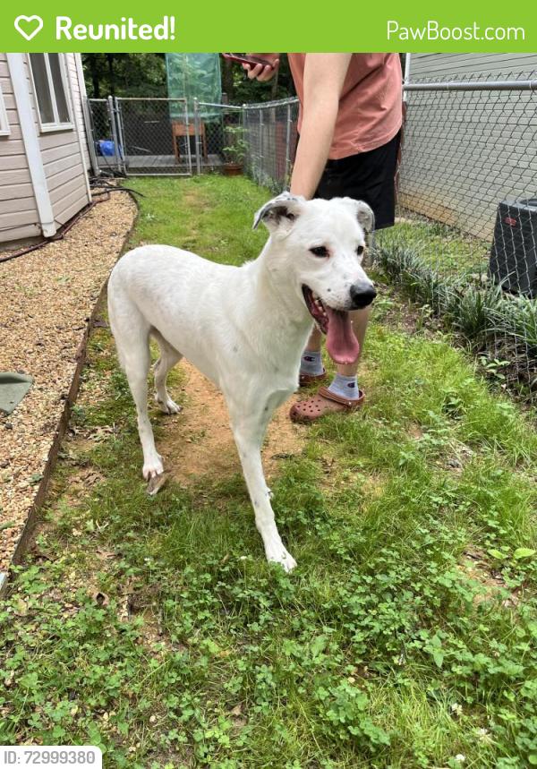 Reunited Male Dog last seen Hobbs Rd & Chicamauga, Huntsville, AL 35803