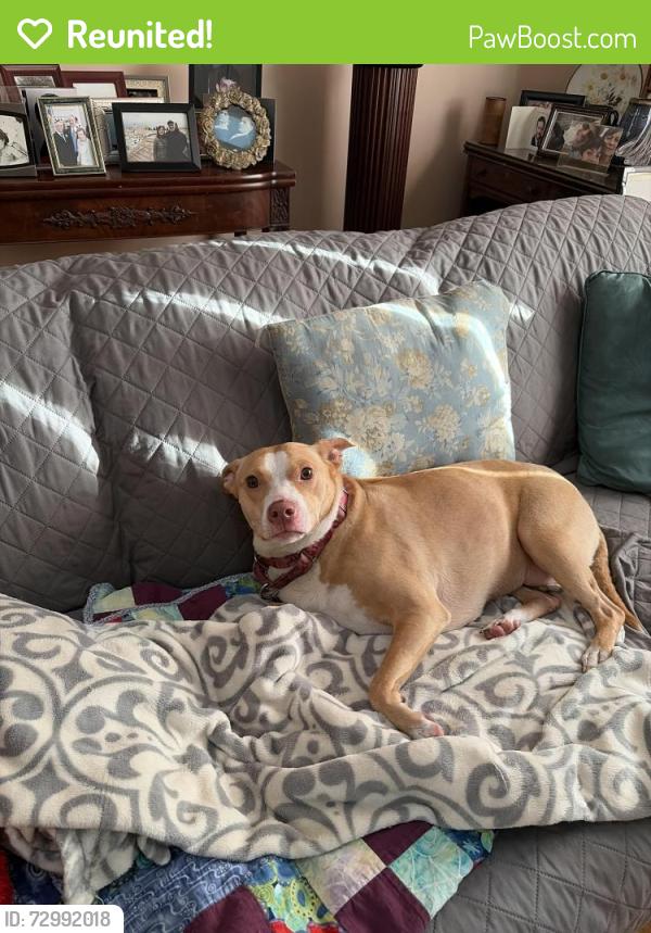 Reunited Female Dog last seen Summit Park Road and Sandy Brook Park, Pomona, NY 10970