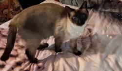 Lost Male Cat last seen Bell Bluff Ave , San Diego, CA 92119