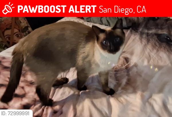 Lost Male Cat last seen Bell Bluff Ave , San Diego, CA 92119
