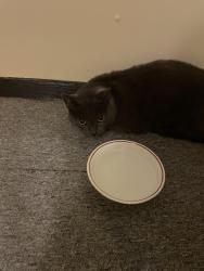Reunited Unknown Cat last seen Willow Oaks apmt complex, Richmond, VA 23225