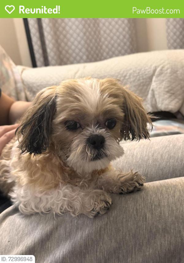 Reunited Unknown Dog last seen Ashland & Montrose  , Chicago, IL 60640