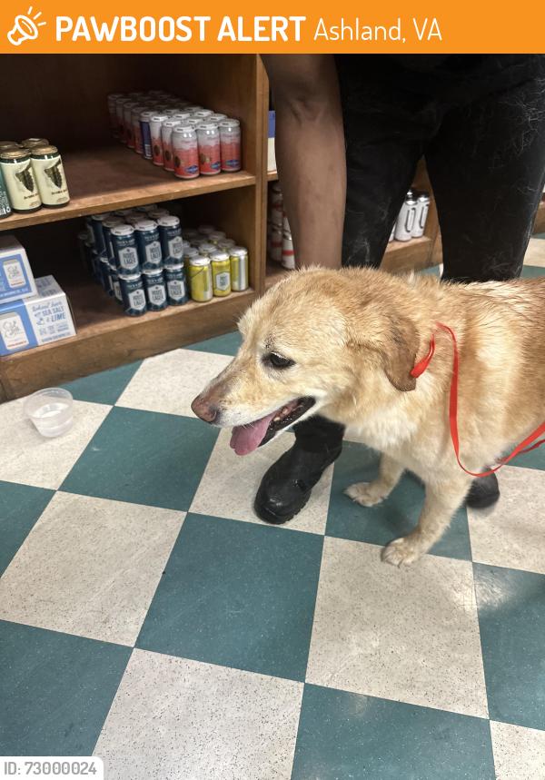 Found/Stray Female Dog last seen Caboose market and cafe, Ashland, VA 23005