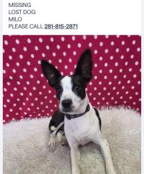 Lost Male Dog last seen Corner of Carrabba's the Original on Kirby, Houston, TX 77098
