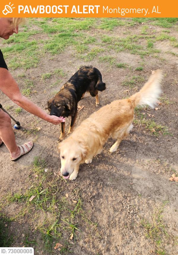 Found/Stray Unknown Dog last seen Old creek road, Montgomery, AL 36117