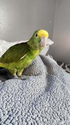 Lost Male Bird last seen Near W 67Th St 90003, Los Angeles, CA 90003