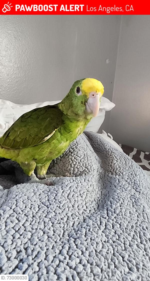 Lost Male Bird last seen Near W 67Th St 90003, Los Angeles, CA 90003