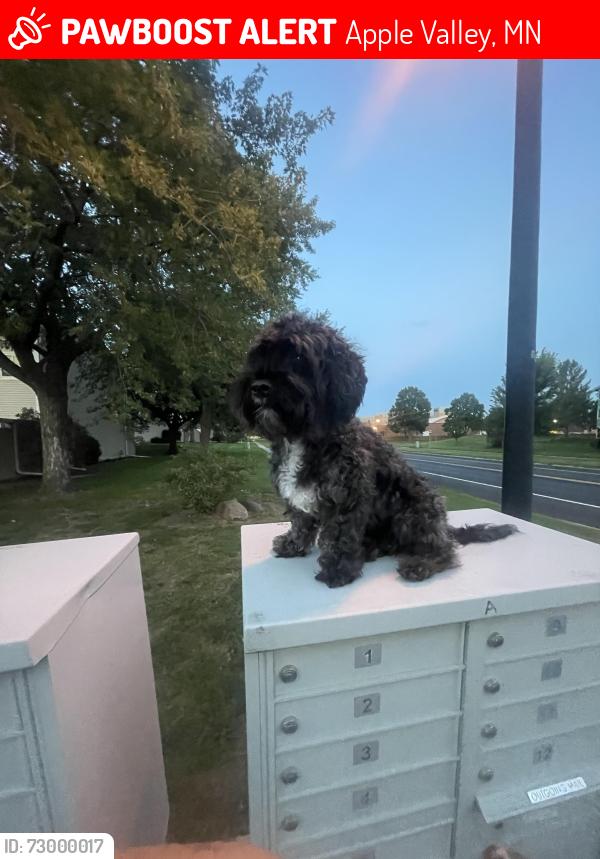 Lost Male Dog last seen Whitney dr, Apple Valley, MN 55124