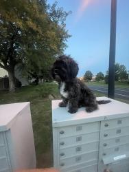Lost Male Dog last seen Whitney dr, Apple Valley, MN 55124