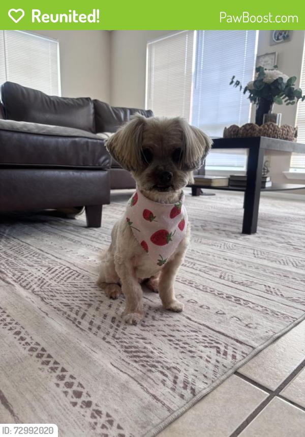 Reunited Female Dog last seen Bissonet and dairy Ashford or Bissonet and synnot , Houston, TX 77099