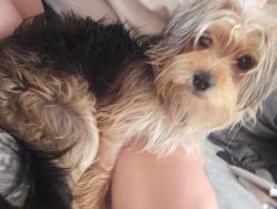Lost Male Dog last seen Lawrence and N Lafayette, Dearborn, MI 48128