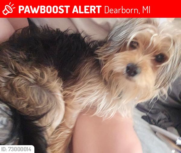 Lost Male Dog last seen Lawrence and N Lafayette, Dearborn, MI 48128