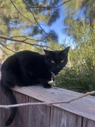 Lost Unknown Cat last seen Rancho Bernardo Highschool, San Diego, CA 92128