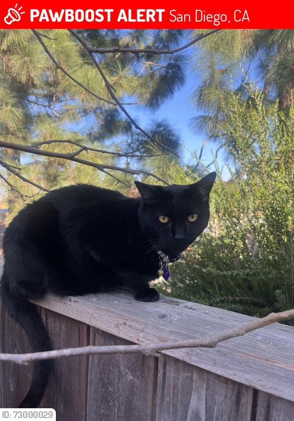 Lost Unknown Cat last seen Rancho Bernardo Highschool, San Diego, CA 92128