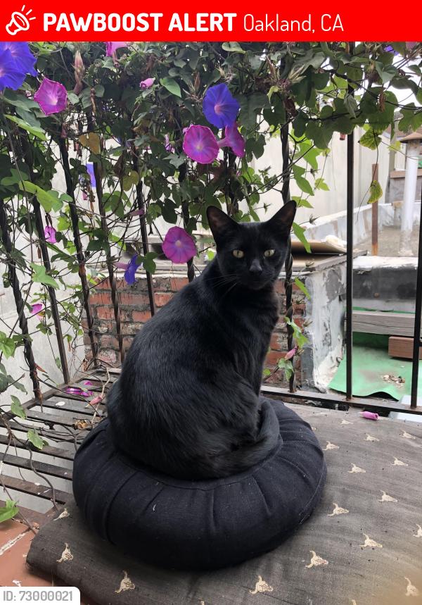 Lost Male Cat last seen Coolidge Terrace, 94602, Oakland, CA 94602