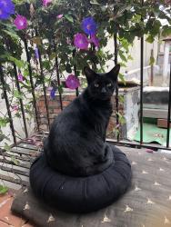 Lost Male Cat last seen Coolidge Terrace, 94602, Oakland, CA 94602