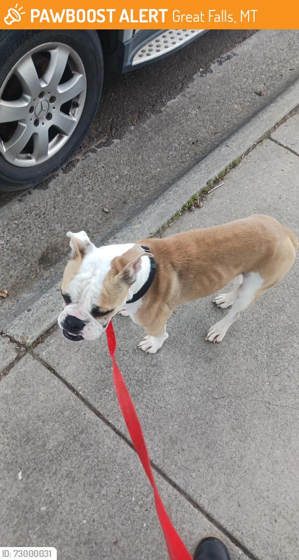 Found/Stray Female Dog last seen Street, Great Falls, MT 59405