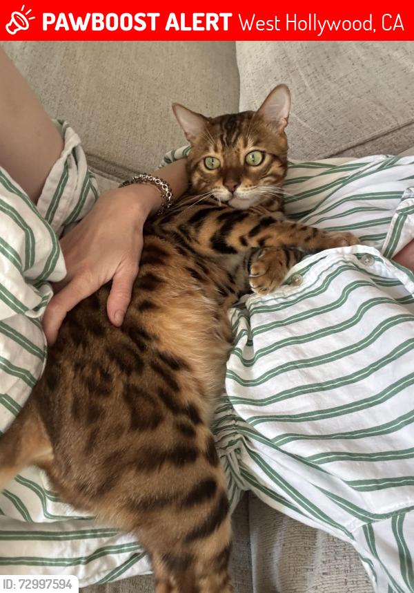 Lost Male Cat last seen Near N Genesee ave , West Hollywood, CA 90046