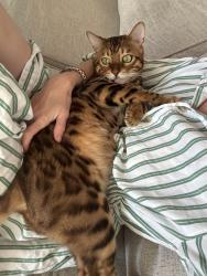 Lost Male Cat last seen Near N Genesee ave , West Hollywood, CA 90046