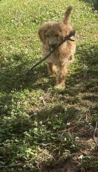 Lost Male Dog last seen Near breezewood dr hampton ga 30228, Hampton, GA 30228