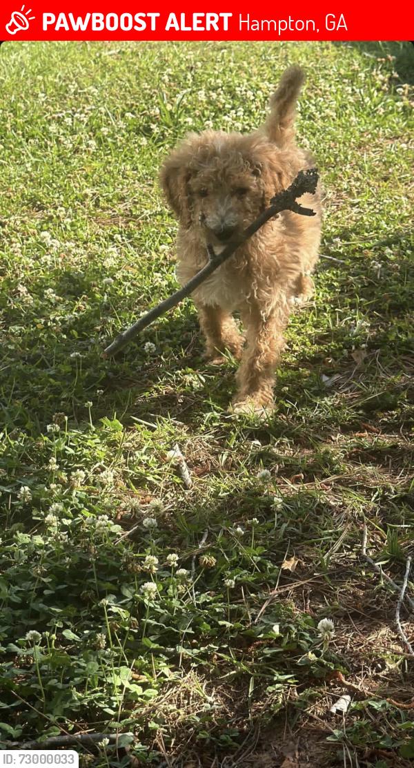 Lost Male Dog last seen Near breezewood dr hampton ga 30228, Hampton, GA 30228