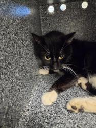 Shelter Stray Female Cat last seen Near , 2600 S Harding St, Indianapolis, IN 46221, USA