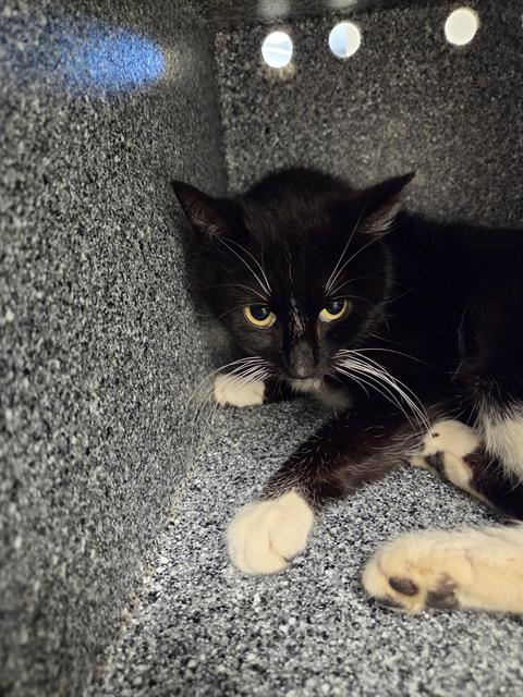 Shelter Stray Female Cat last seen Near , 2600 S Harding St, Indianapolis, IN 46221, USA